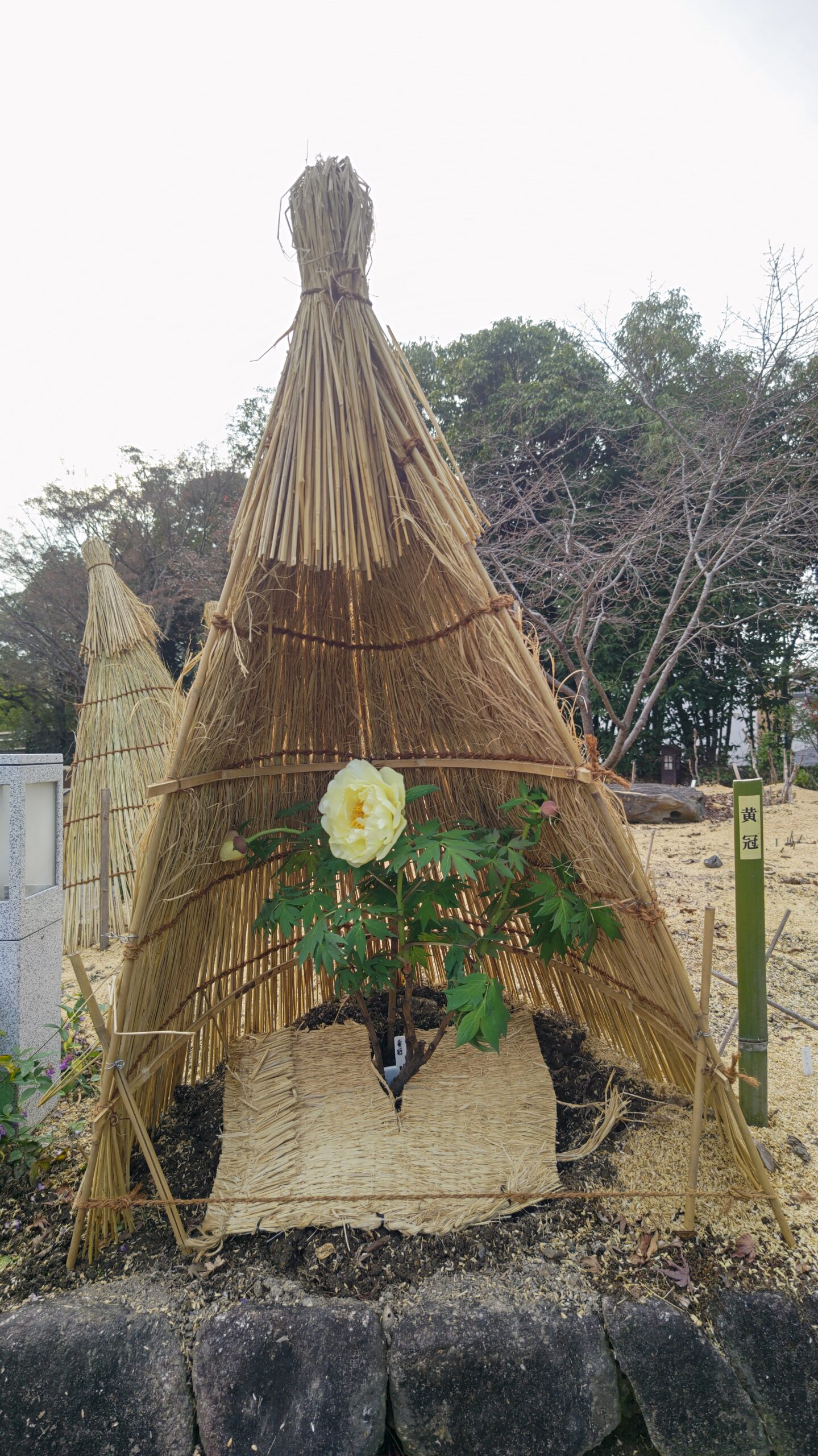 徳川園の冬牡丹