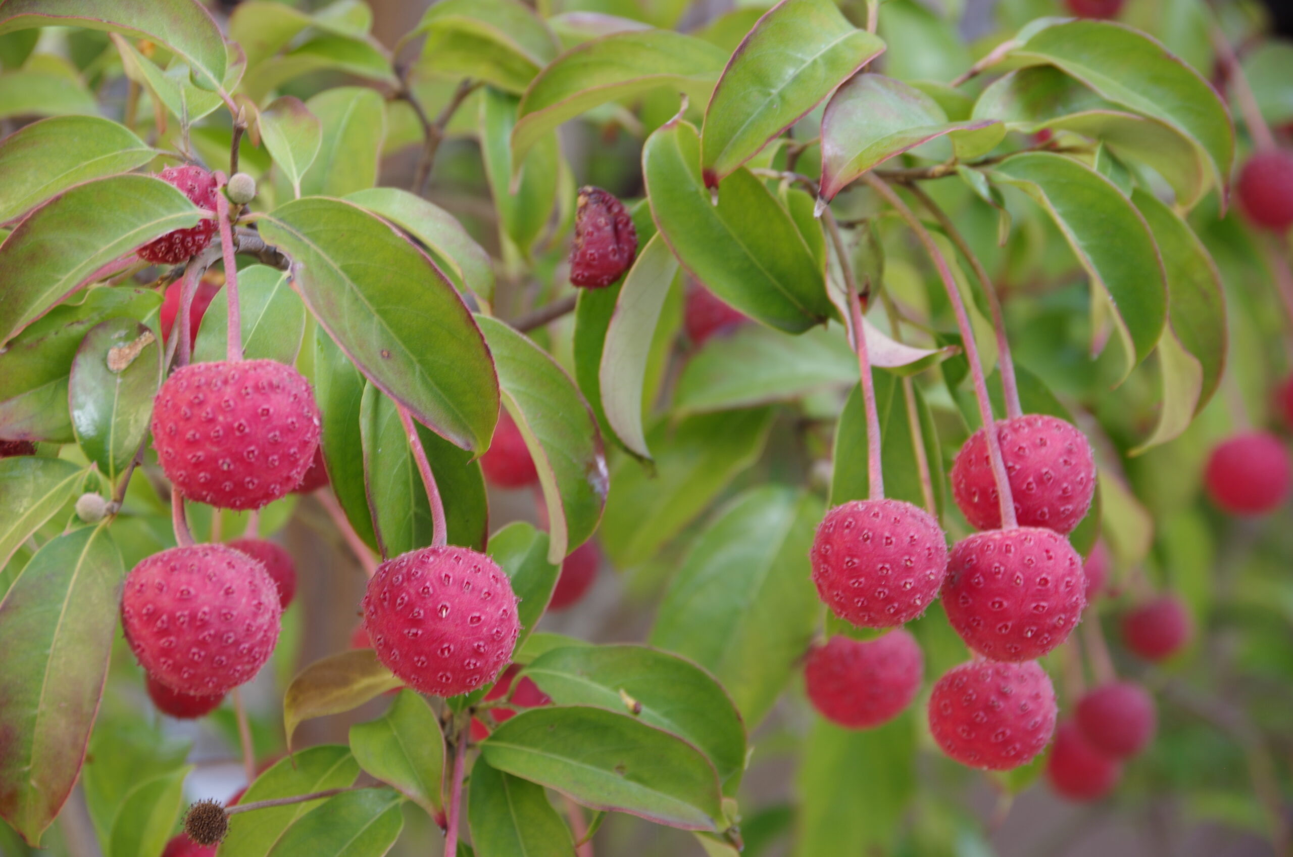 常緑ヤマボウシ　